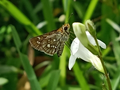 Taractrocera ardonia