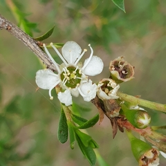 Kunzea leptospermoides