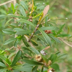 Kunzea leptospermoides