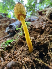 Leucocoprinus brunneoluteus