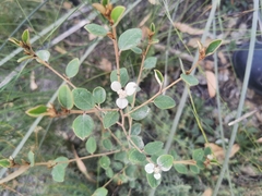 Spyridium thymifolium