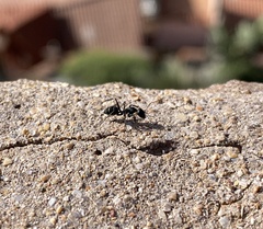 Camponotus feae