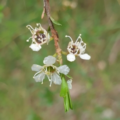 Kunzea leptospermoides
