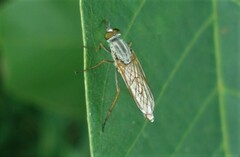 Cliorismia ardea