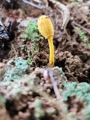 Leucocoprinus brunneoluteus