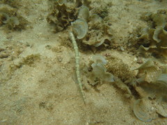 Corythoichthys intestinalis