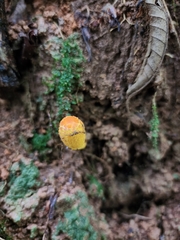 Leucocoprinus brunneoluteus