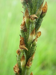 Disa aconitoides