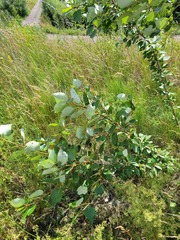 Populus suaveolens