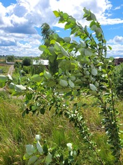 Populus suaveolens