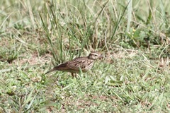 Galerida modesta