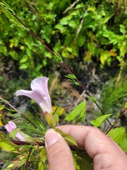 Calystegia sepium spectabilis