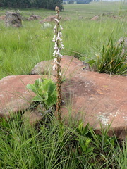 Disa aconitoides