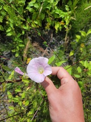 Calystegia sepium spectabilis
