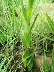 Disa aconitoides