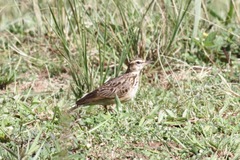 Galerida modesta