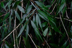 Melaleuca salicina