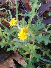 Senecio vernalis