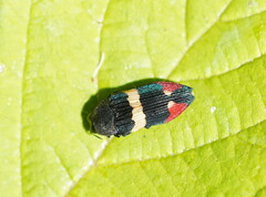 Castiarina bella