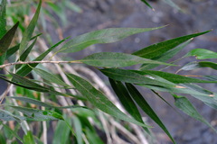 Melaleuca salicina