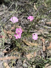 Convolvulus angustissimus
