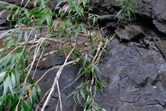 Melaleuca salicina