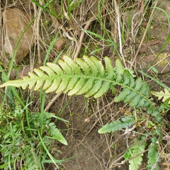 Blechnum parrisiae