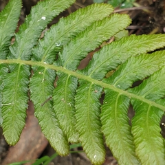 Blechnum parrisiae