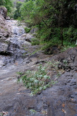 Melaleuca salicina