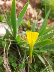 Narcissus bulbocodium