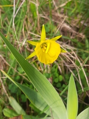 Narcissus bulbocodium