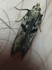 Aristotelia paradesma