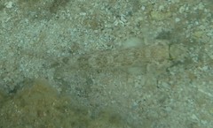 Gnatholepis anjerensis