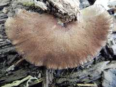 Crepidotus fuscovelutinus