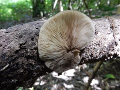 Crepidotus fuscovelutinus