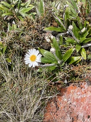 Celmisia spectabilis spectabilis