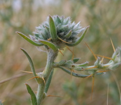 Sclerolaena muricata