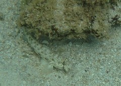 Gnatholepis anjerensis