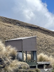 Anthus novaeseelandiae