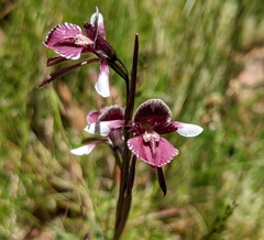 Diuris venosa