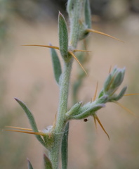 Sclerolaena muricata