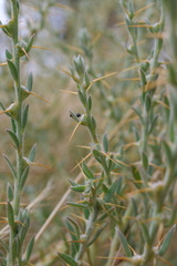 Sclerolaena muricata