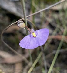 Utricularia barkeri