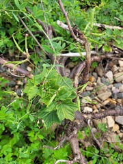 Ribes rubrum
