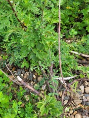 Ribes rubrum