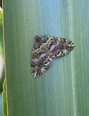 Austrocidaria similata