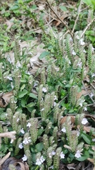 Justiciinae