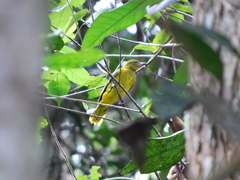 Oriolus brachyrynchus