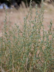 Sclerolaena muricata