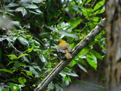 Oriolus brachyrynchus